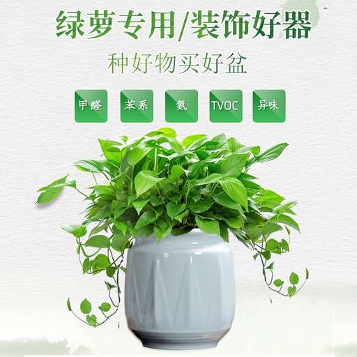 a plant for life simulation video game