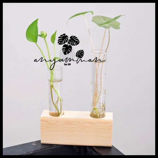 a small plant in a glass jar