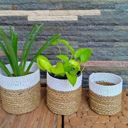 plants in baskets