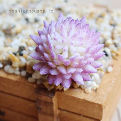 a succulent plant in a wooden box