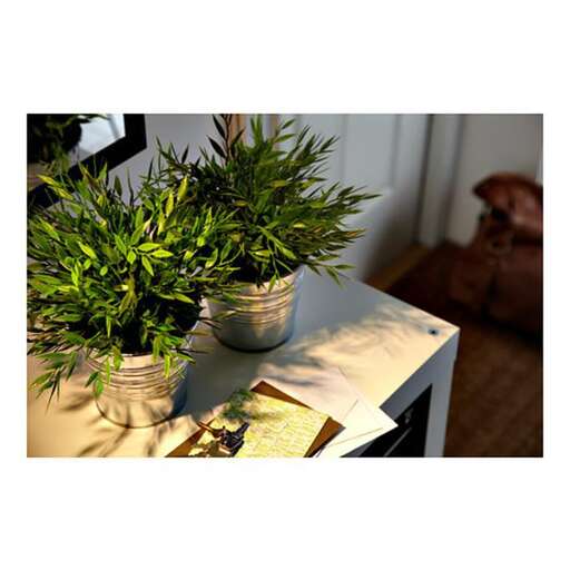 a plant in a pot on a desk