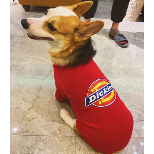 a dog in a red shirt