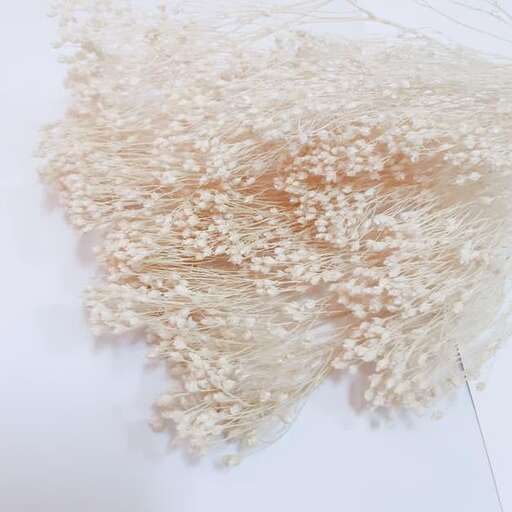 the white is the color of the flowers