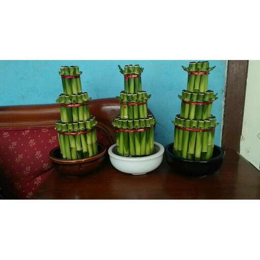 bamboo planters in a row