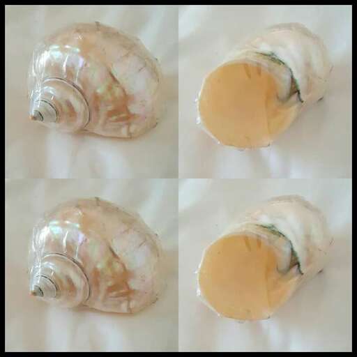 shells in a glass box