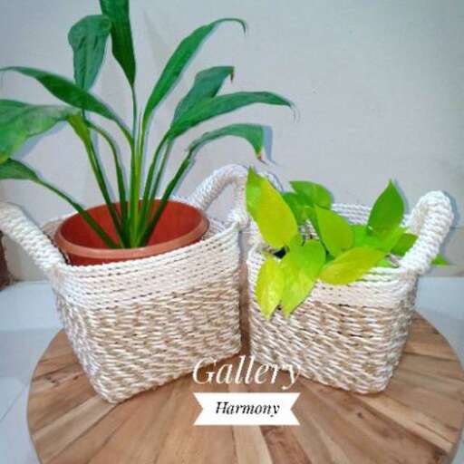 a plant in a pot