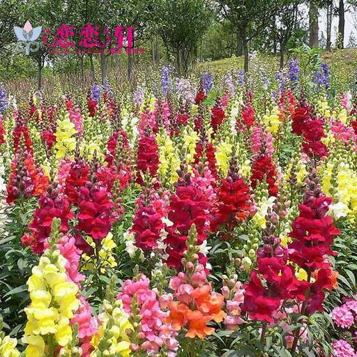 a field of colorful flowers.