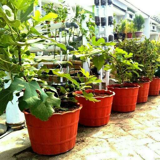 the plants in pots are ready to be planted.