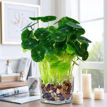 a plant in a glass vase with a few small pebbles
