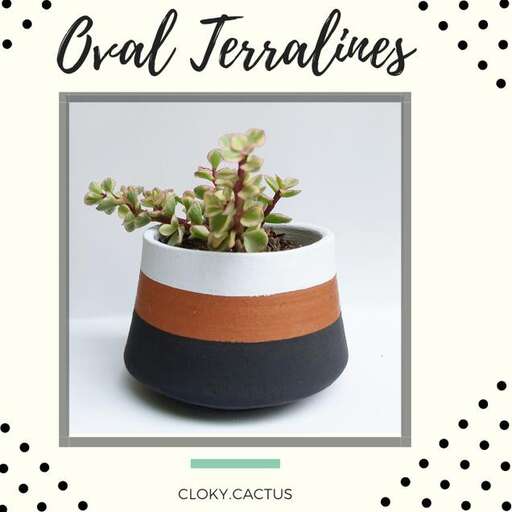 a small potted plant with a striped top.