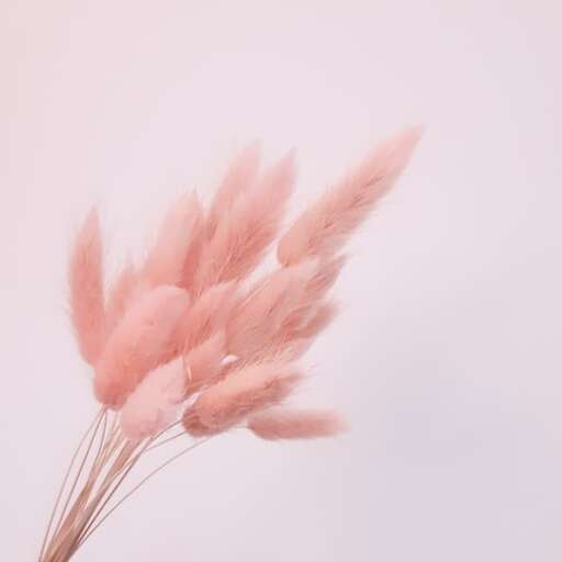 pink flowers against a white background