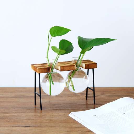 a plant in a glass vase