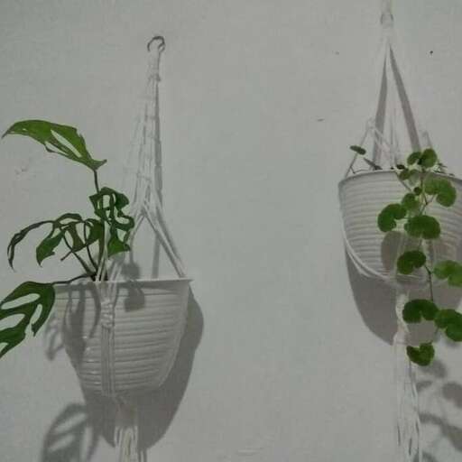 plants in pots on the wall