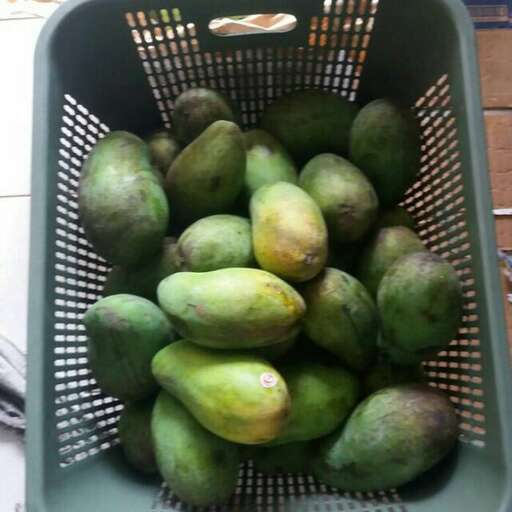 a basket of green mangoes in a basket.