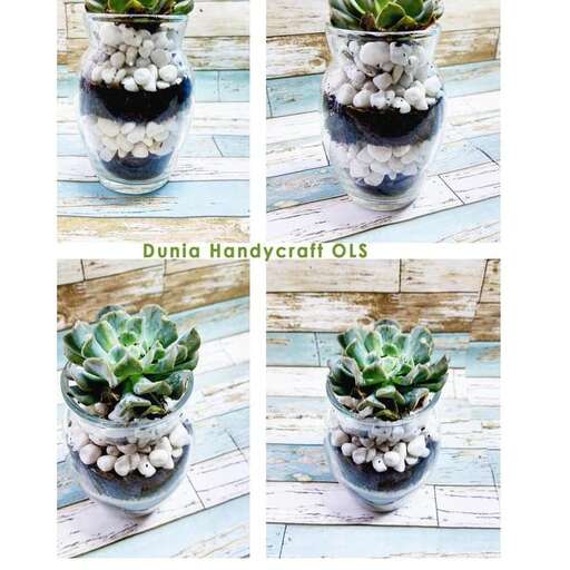 cactus in a pot