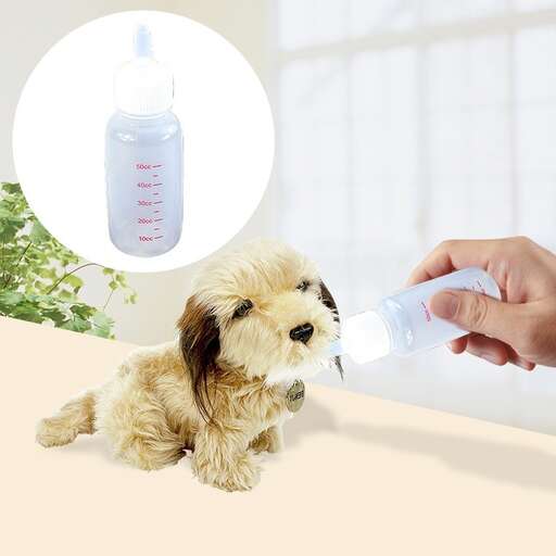 a small dog being fed by a person.