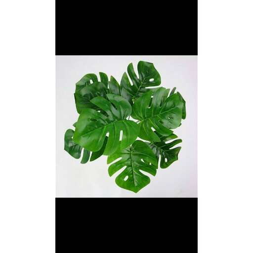 plant in a square frame