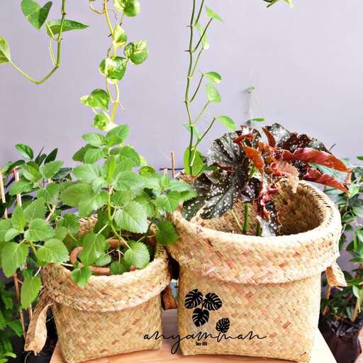 a small planter with a plant in it