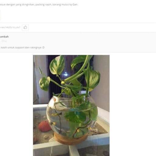 a plant in a pot